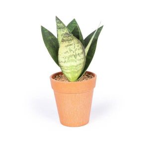 Plante artificielle Sanseveria avec pot en terracotta