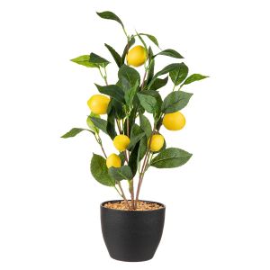Citronnier avec pot en plastique noir