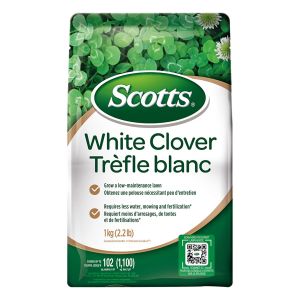Trèfle blanc