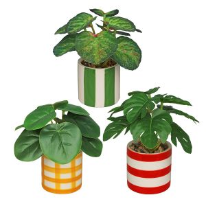 Plante en pot de céramique rayé