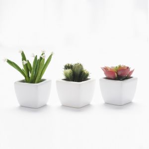 Mini succulentes 
