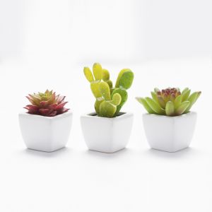 Mini succulentes 