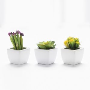 Mini succulentes