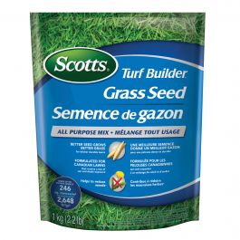Semence de gazon mélange tout usage