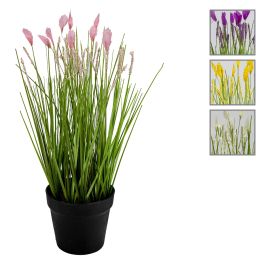 Fleurs ou herbes avec pot noir